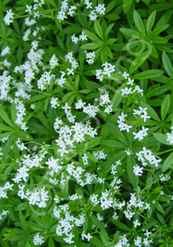 Galium odoratum