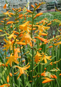 Crocosmia 'Norwich Canary'