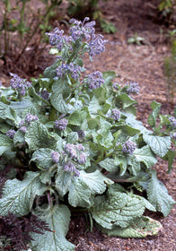 Borago officinalis