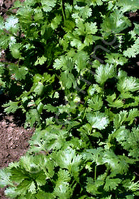 Coriandrum sativum