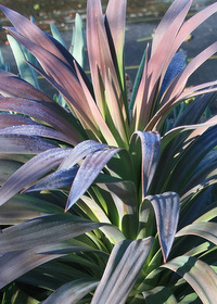 Yucca dismentiana  'Blue Boy