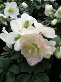 Helleborus niger HGC 'Joel'