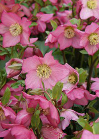 Helleborus 'Rosemary'