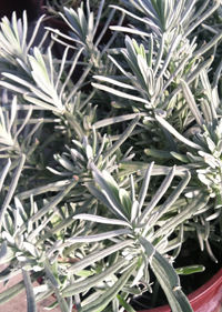 Lavandula angustifolia 'Gancetto'