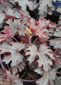 Heucherella 'Cracked Ice'