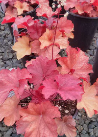 Heuchera 'Rio'