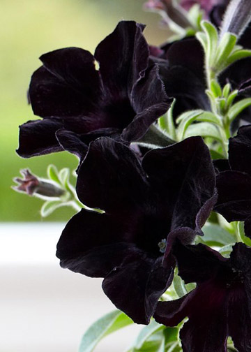 Petunia Crazytunia Black Mamba