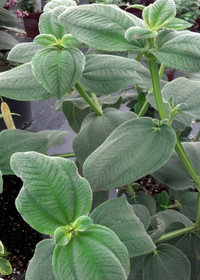 Tibouchina heteromala 