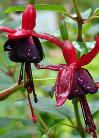 Fuchsia 'Debrons Black Cherry'