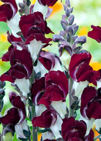 Antirrhinum 'Night and Day'