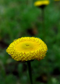 Cotula 'Tiffendell Gold'