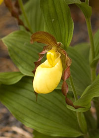 Cypripedium 'Lothar Pinkepank'