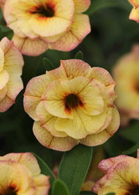 Calibrachoa 'Double Rose Chai'