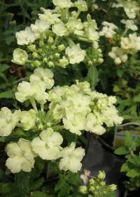 Verbena Lanai Lime Green