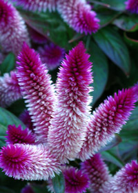 Celosia Intenza