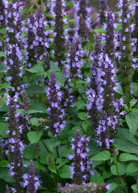 Agastache 'Astello Indigo'