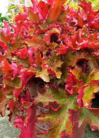 Heuchera 'Zipper'