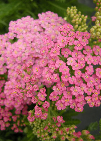 Achillea Song Siren Little Susie