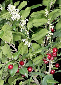 Sarcococca ruscifolia