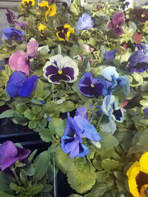 Pansy Matrix Mix Blotch