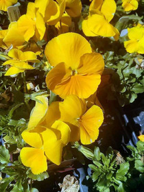 Pansy Delta Premium Yellow Pure