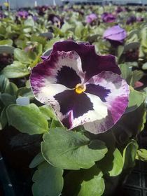 Pansy Matrix Mix Ruby