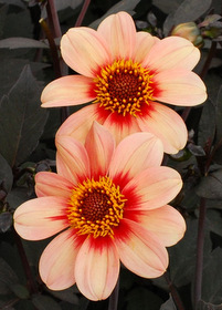 Dahlia 'Happy Single First Love'