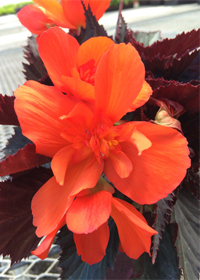 Begonia Unstoppable Upright Fire