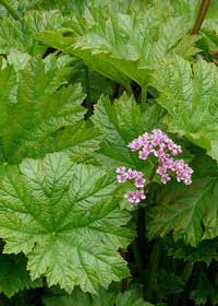 Darmera peltata