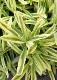 Lavandula angustifolia 'Platinum Blonde'