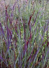 Panicum virgatum 'Blood Brothers'