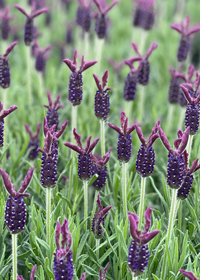 Lavandula stoechas 'Helmsdale'