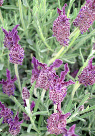 Lavandula stoechas 'Helmsdale'