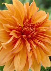 Dahlia Babylon 'Bronze'