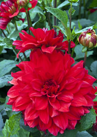 Dahlia 'Barbarosa'