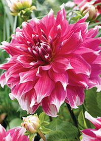 Dahlia 'Frost Nip'