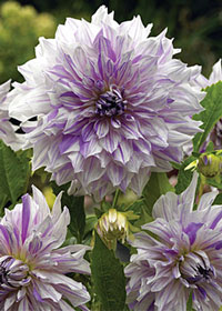 Dahlia Moms Special