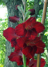 Gladiolus 'Black Jack'