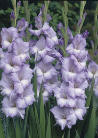 Gladiolus 'Blues'