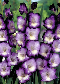 Gladiolus 'Kings Lynn'