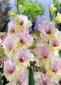 Gladiolus 'Mon Amour'