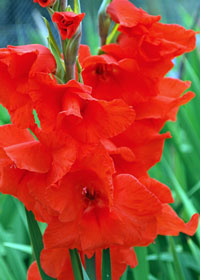 Gladiolus 'Oscar'