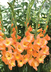 Gladiolus 'Peach Melba'