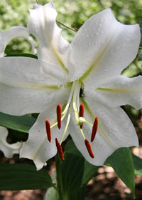 Lilium 'Casa Blanca'