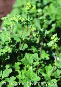 Alchemilla erythropoda