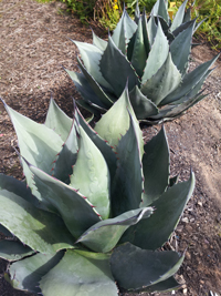 Agave harvardiana