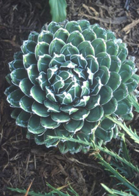 Agave victoriae-reginae 'Porcupine'