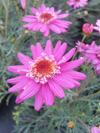 Argyranthemum Perfect Pink