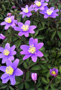 Anemone nemorosa 'Robinsoniana'