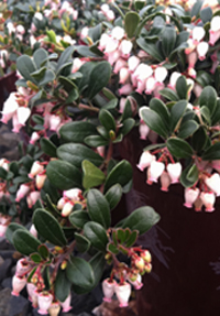 Arctostaphylos uva-ursi 'Massachusetts'